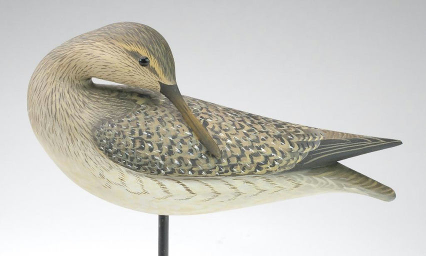 George Strunk – Preening Yellowlegs – 2024