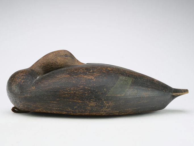 Cameron McIntyre – Sleeping Black Duck – 2024
