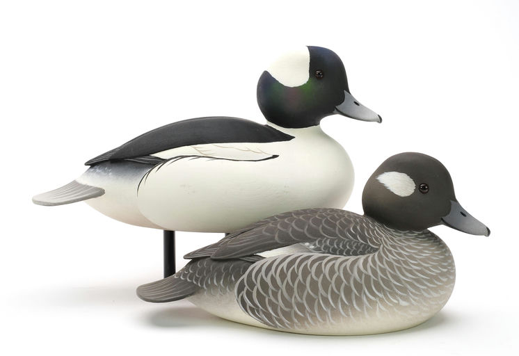 Oliver Lawson – Pair of Bufflehead – 2024