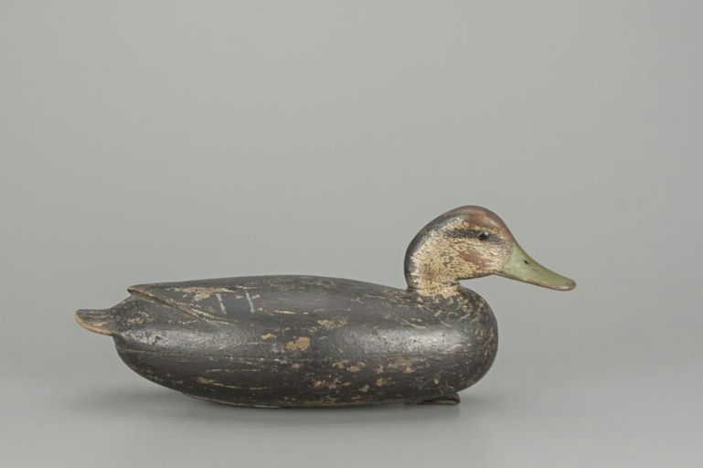 John English – Black Duck – 2018