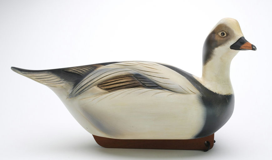 Sean Sutton – Long Tail Duck – 2024