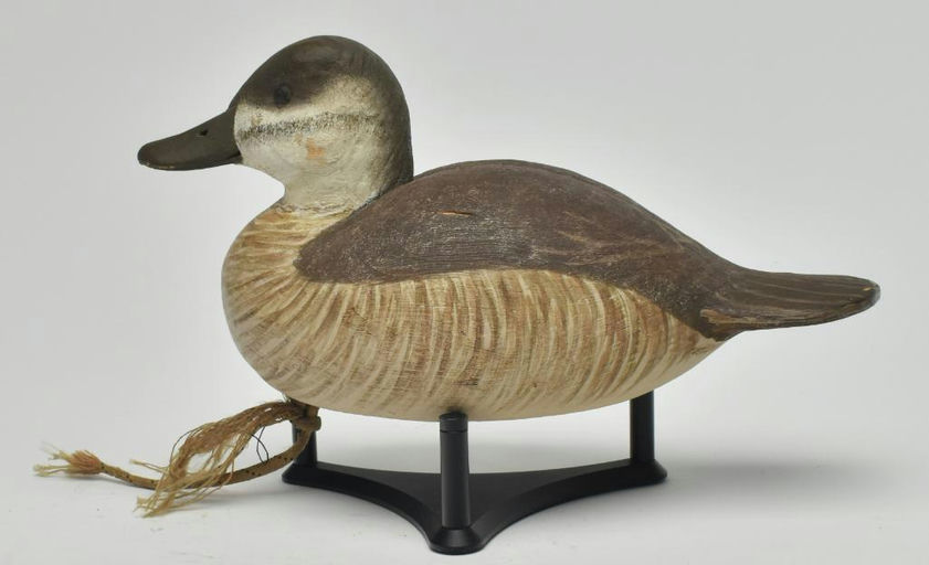 Cigar Daisey – Ruddy Duck – 2023