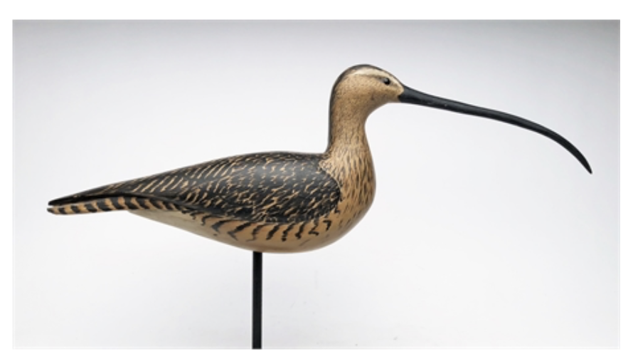 Grayson Chesser – Large Long-billed Curlew – 2019