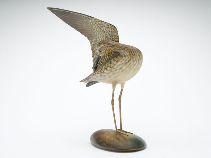 Elmer Crowell – Preening Lesser Yellowlegs – 2024