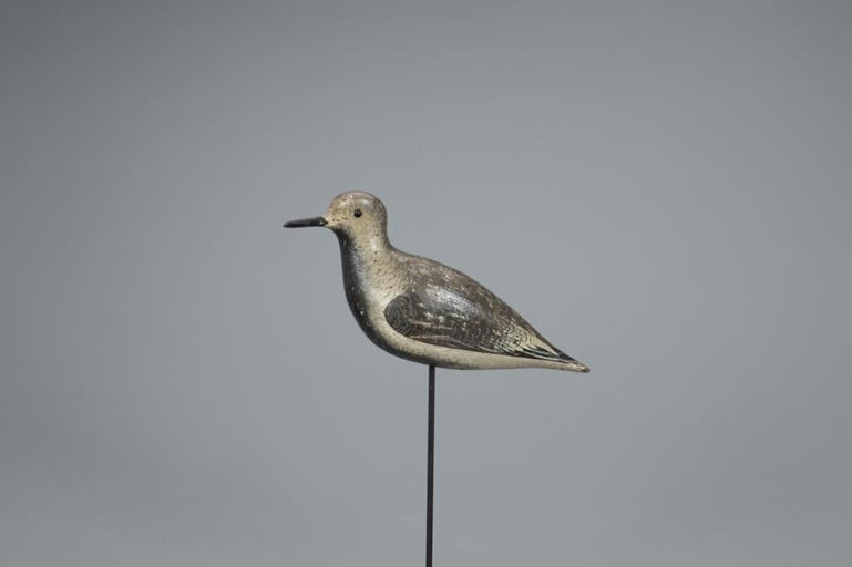 John Dilley – Black Bellied Plover – 2020