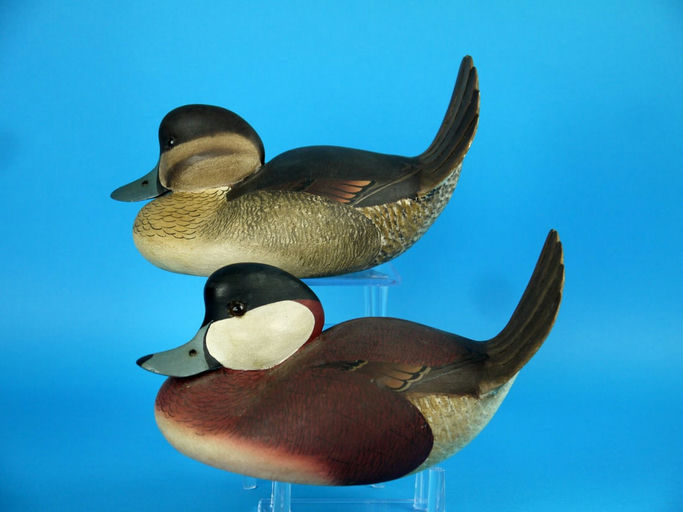 Bill Cranmer – Ruddy Duck Pair – 2026