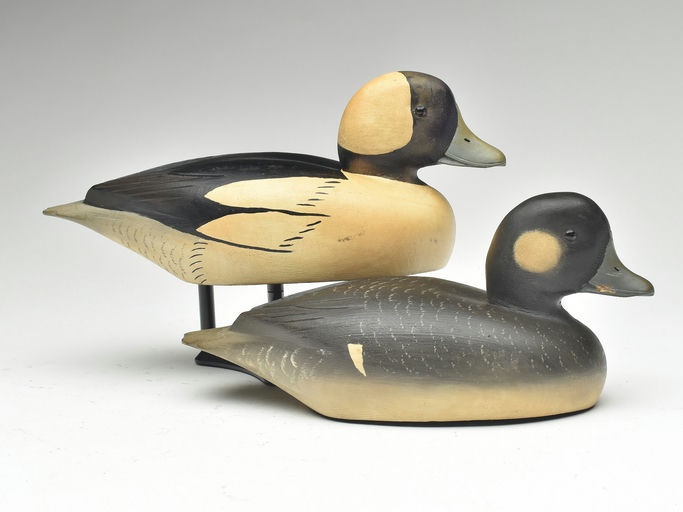 David W. Nichol – Bufflehead – 2023