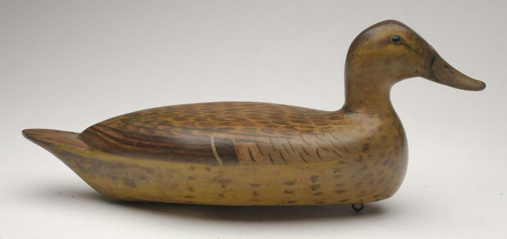 Bert Graves – Pintail – 2023