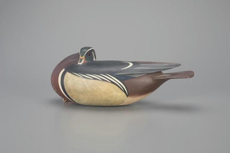 Dennis Del Mauro – Sleeping Wood Duck – 2024