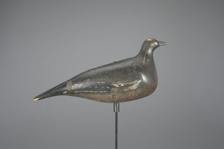 Mr. Wright – English Wood Pigeon – 2025