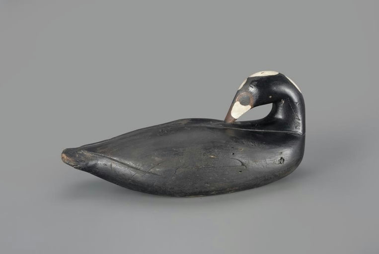Gus Wilson – Preening Scoter – 2025