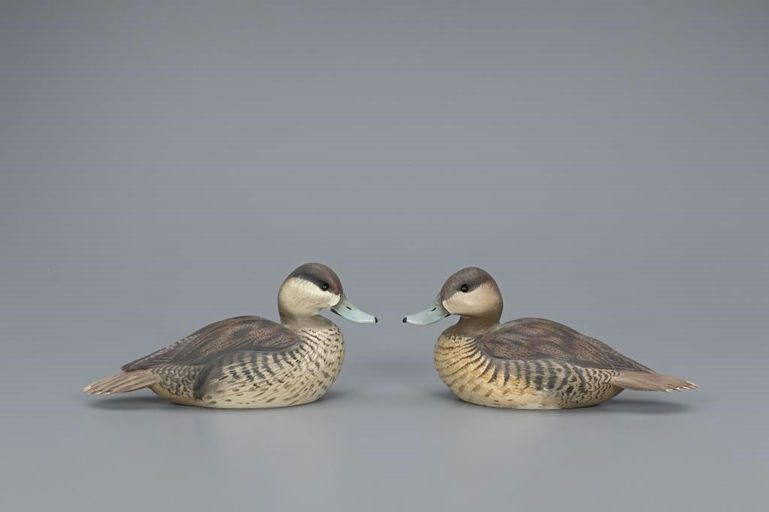 Ward Brothers – Ruddy Duck Pair – 2019