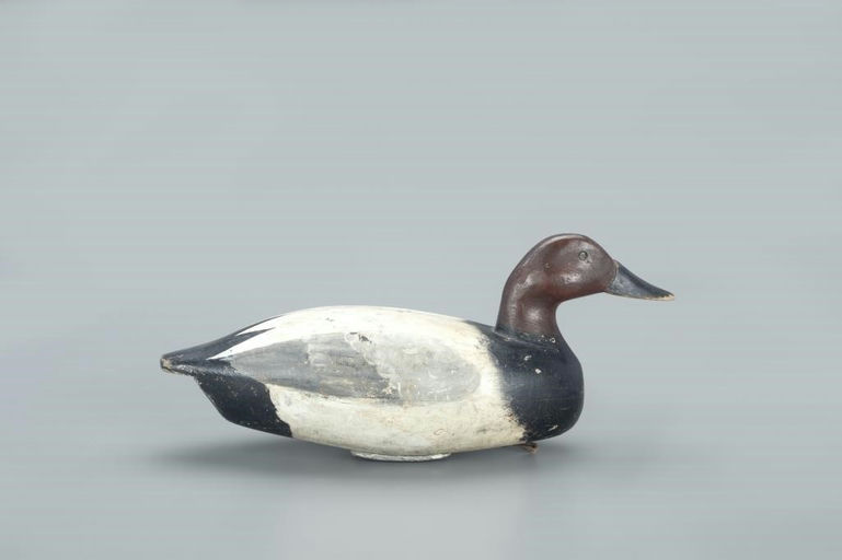 Clark Madera – Rare Canvasback Drake – 2022