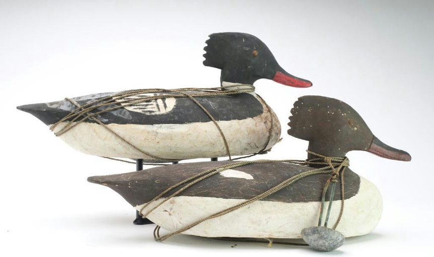 Cigar Daisey – Merganser – 2024