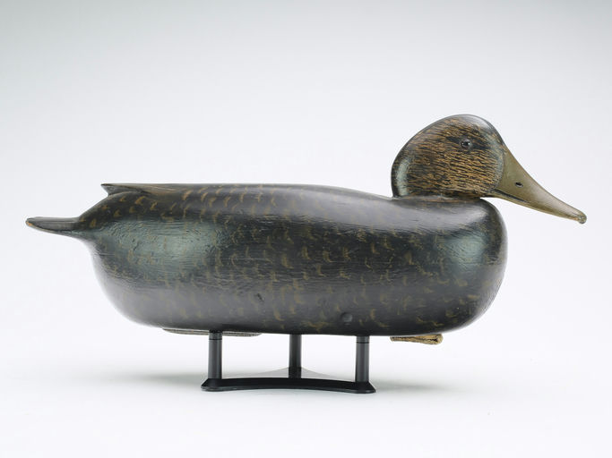 Dan English — Black Duck