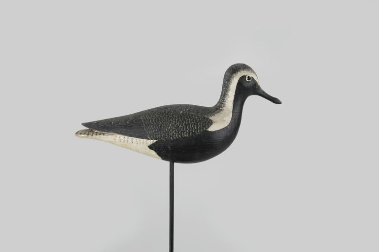 Tom Wilson – Black Bellied Plover – 2026