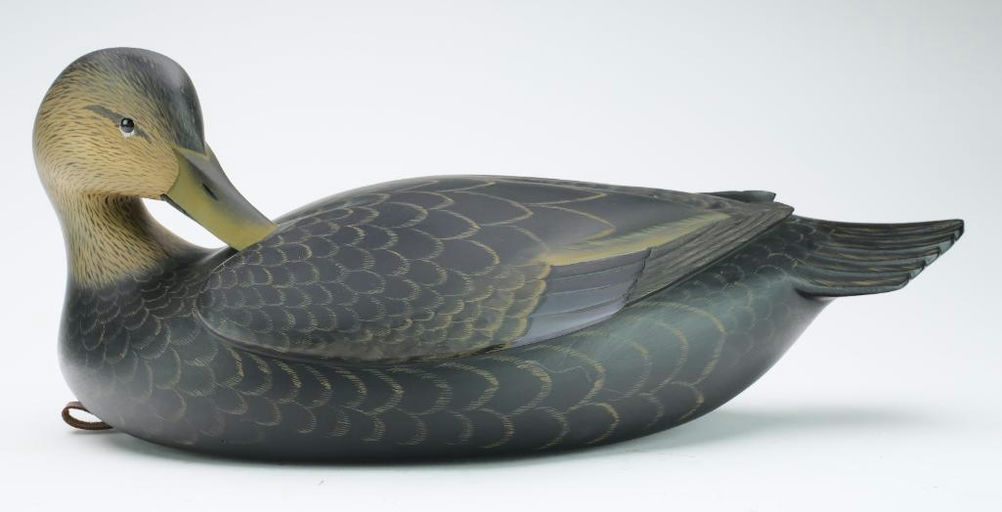 George Strunk – Preening Black Duck – 2024
