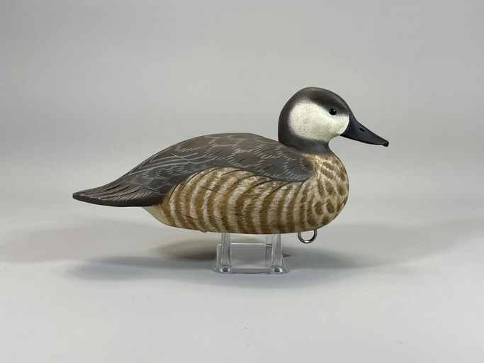 Roe Terry – Ruddy Duck – 2026