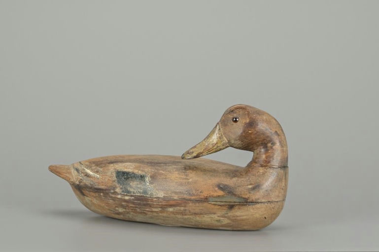 Michael Vallero – Preening Mallard Hen – 2018