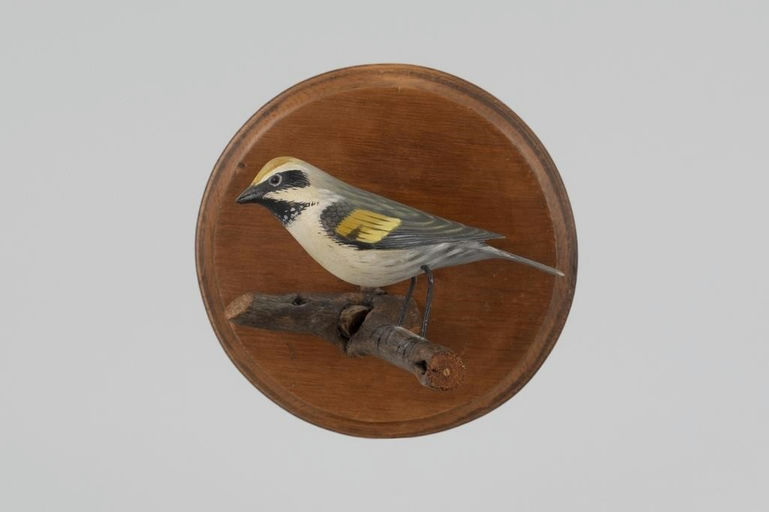 Elmer Crowell – Life-Size Golden-Winged Warbler on Branch – 2026