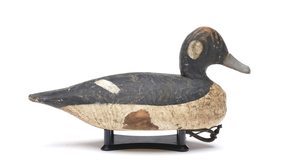 Miles Hancock – Bufflehead – 2026
