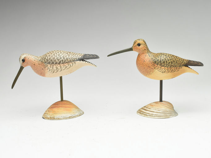 Cigar Daisey – Dowitcher – 2023