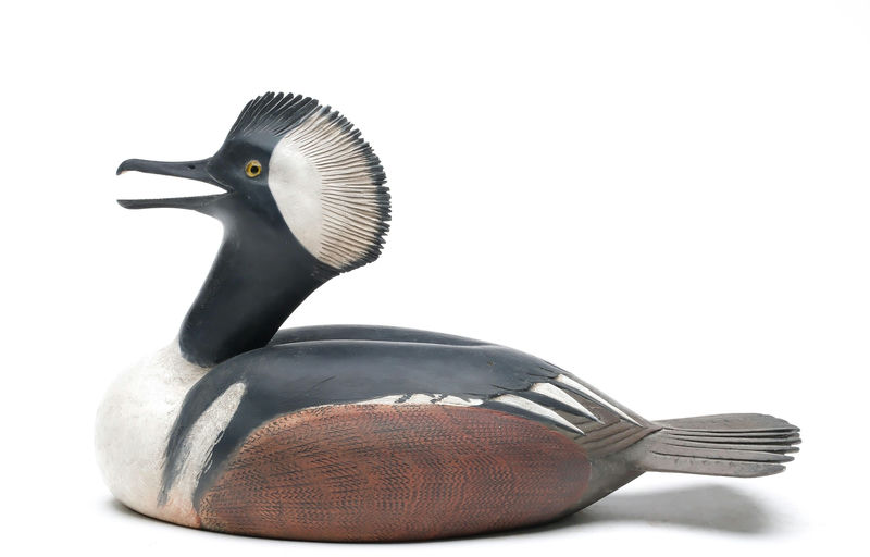 Frank Finney – Hooded Merganser With Open Bill and Reared Back Head – 2025