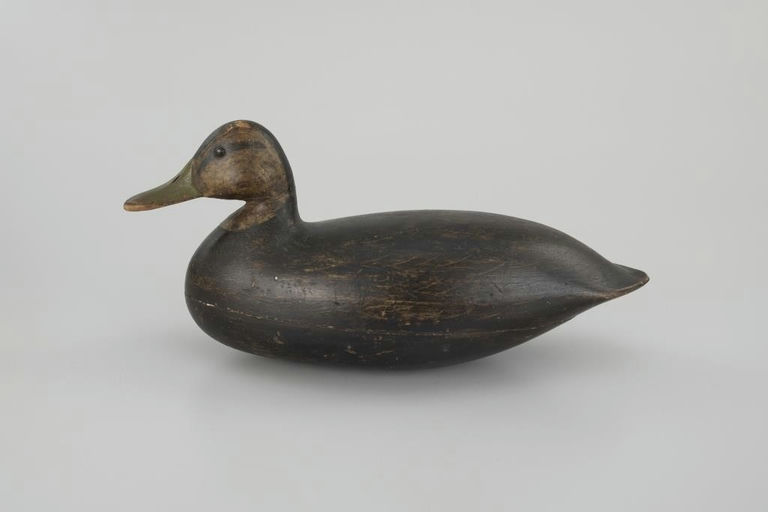 Harry V. Shourds – Black Duck – 2026