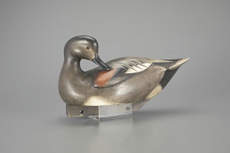 Jim Schmiedlin – Outstanding Preening Gadwall – 2024