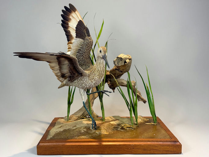 Tad Beach – Whimbrel – 2026