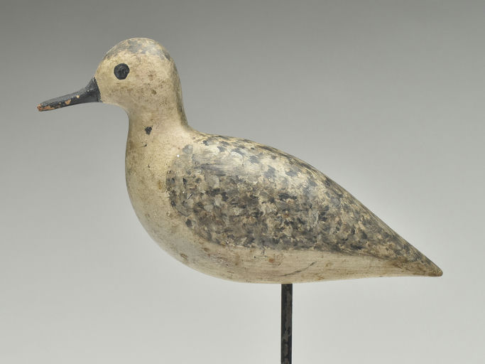 Harry V. Shourds – Black Bellied Plover – 2023