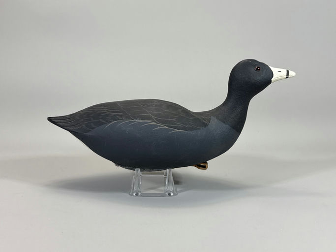 Roe Terry – Coot – 2026
