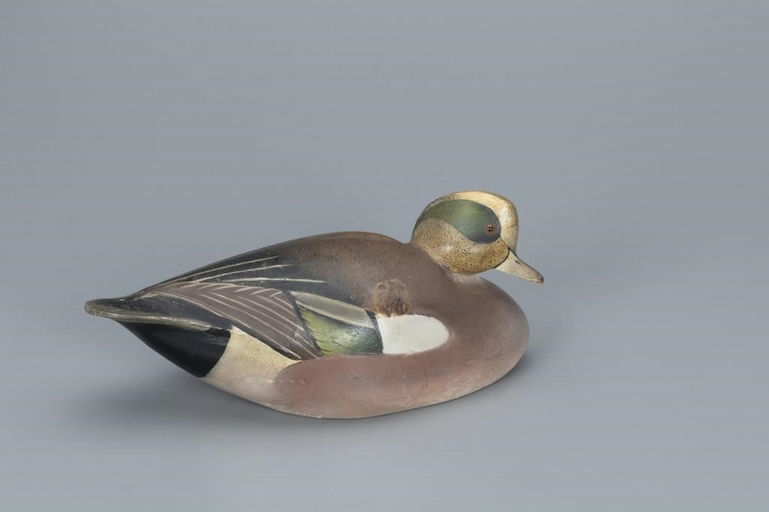 Ward Brothers – Rare Humpback Wigeon – 2020