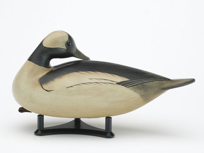 Bill Gibian – Preening Bufflehead – 2024