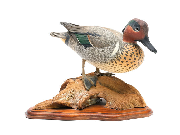 Oliver Lawson – Green-winged Teal – 2025