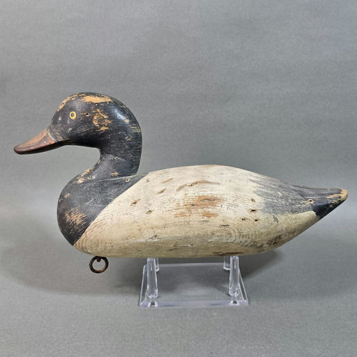 Paul Gibson – Scaup – 2026