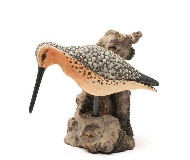 Cigar Daisey – Dowitcher – 2026