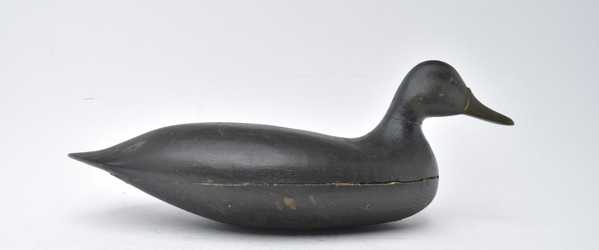 Harry V. Shourds – Black Duck – 2025
