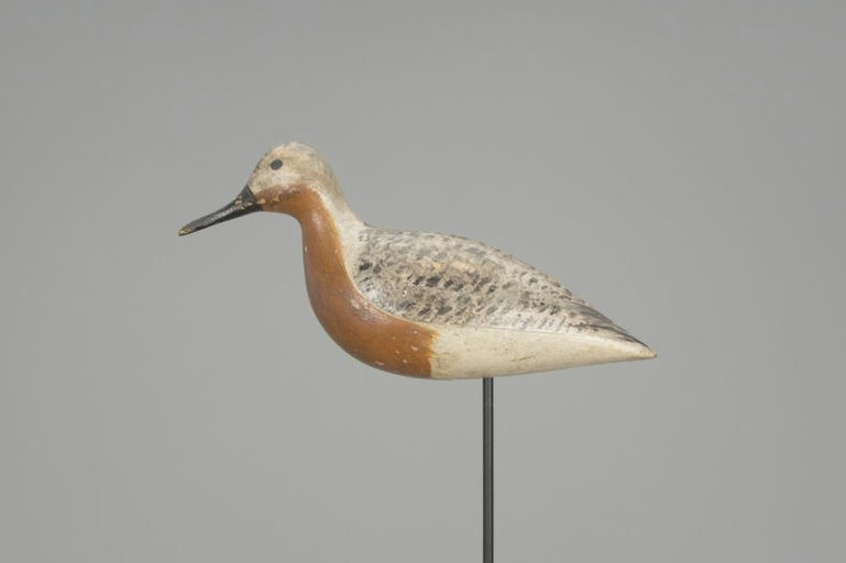 Harry V. Shourds – Red Knot – 2018