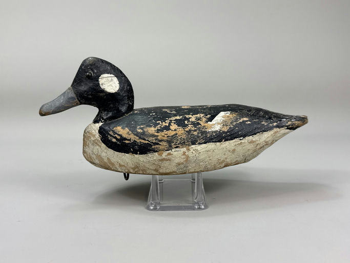 Miles Hancock – Bufflehead – 2026