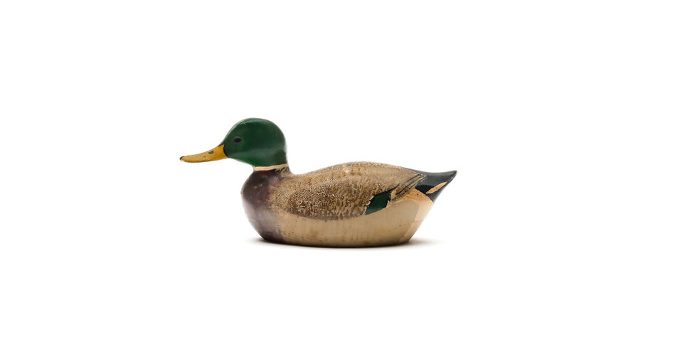 George Boyd – Mallard – 2025