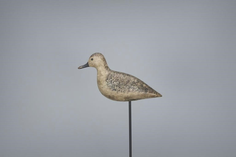 Harry V. Shourds – Black-Bellied Plover in Winter Plumage – 2017