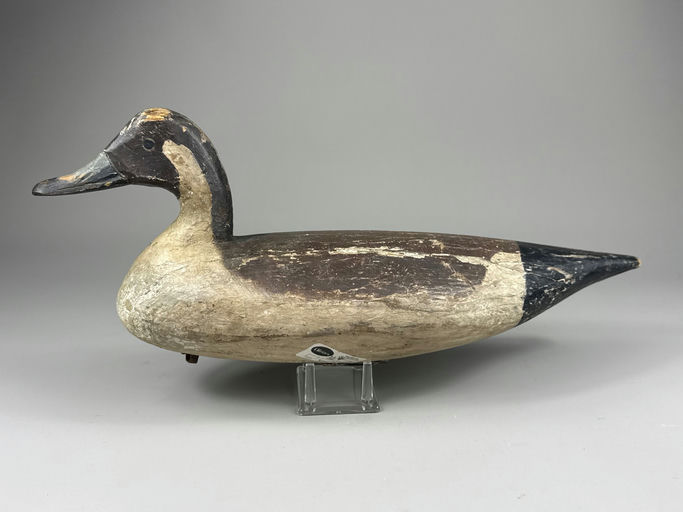 Doug Jester – Pintail – 2026