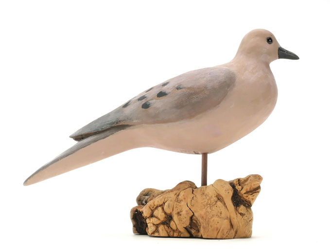 Cigar Daisey – Dove – 2025