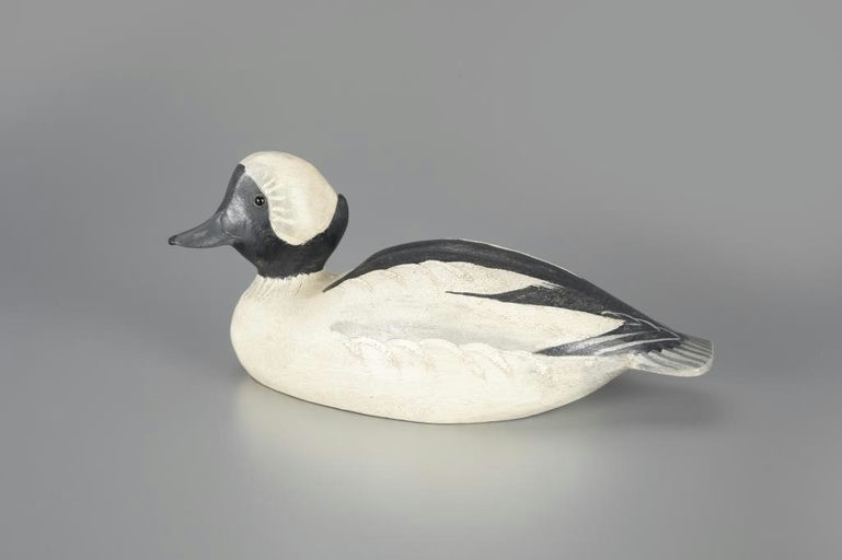 Ward Brothers – Rare Bufflehead Drake – 2024