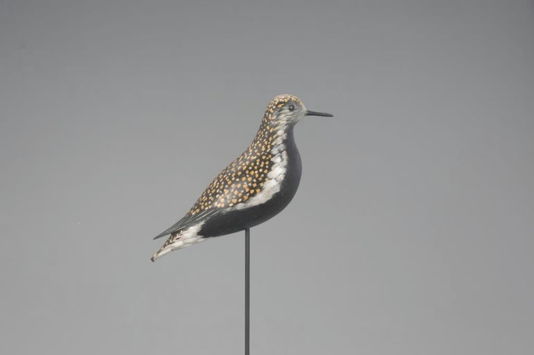 Elmer Crowell – Sherer Rig Golden Plover – 2021