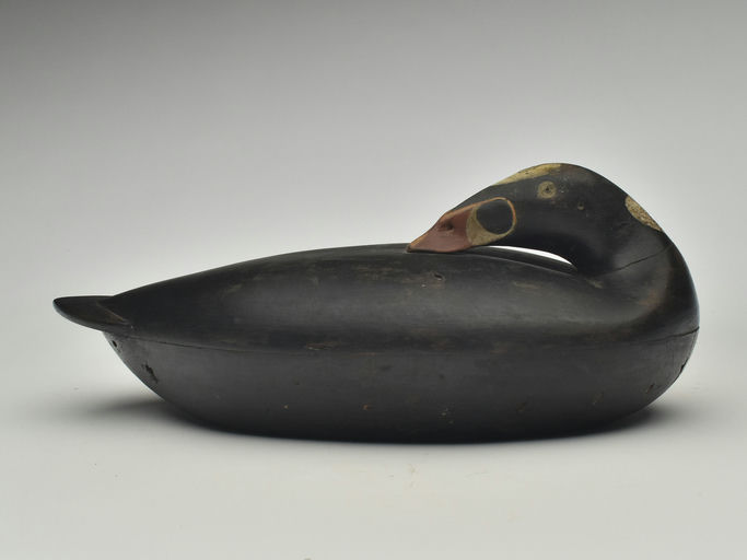 Albert Laing – Preening Scoter – 2023
