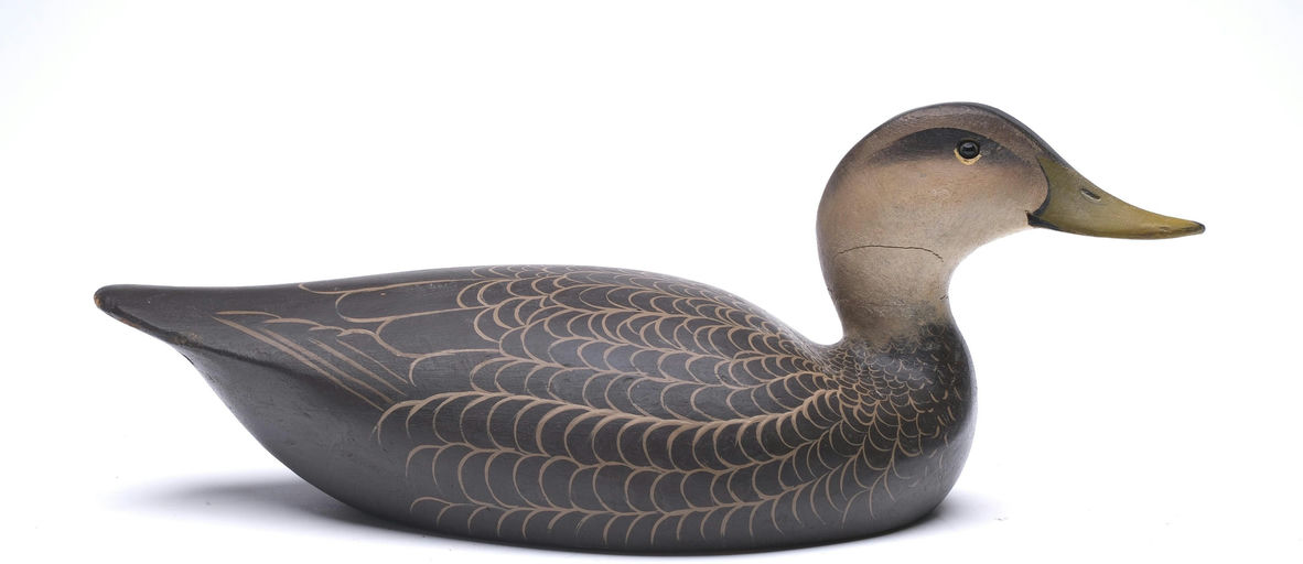 Ward Brothers – Black Duck – 2026