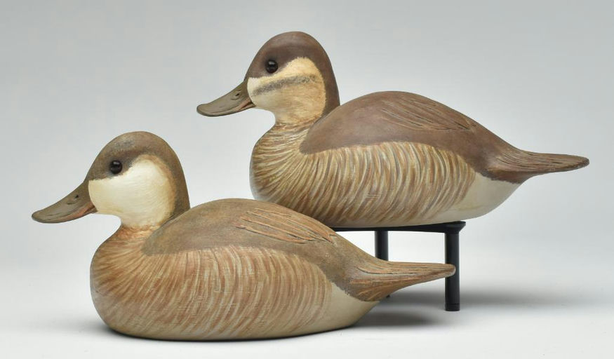 Cigar Daisey – Ruddy Duck – 2023