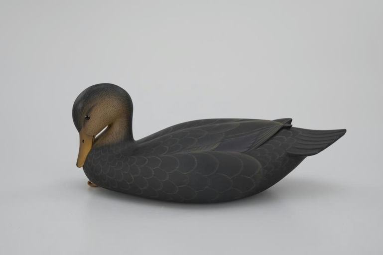 George Strunk – Oversize Breast-Preening Black Duck – 2026